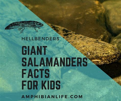 Top 20 Giant Salamander Facts for kids - Amphibian Life