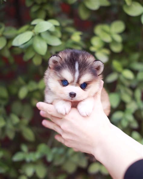 Red Pomeranian Husky For Sale - Pets Lovers