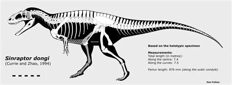 Sinraptor dongi skeletal by BritishPalaeontology on DeviantArt