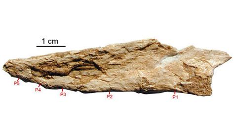 Dinosaurs Shook Tail Feathers To Lure Mates, Oviraptor Fossils Suggest ...