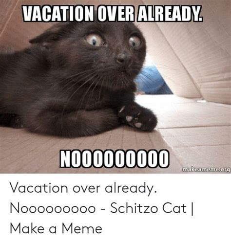 vacation is over meme - Google Search | Cat memes, Funny cats, Cats