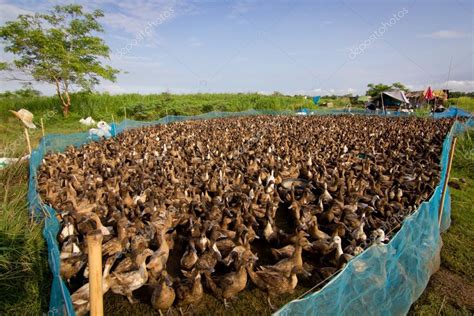 A free range duck farm — Stock Photo © chomnancoffee #28841251