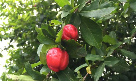 Barbados Cherry: Tart Tropical Cherries You'll Love | Epic Gardening