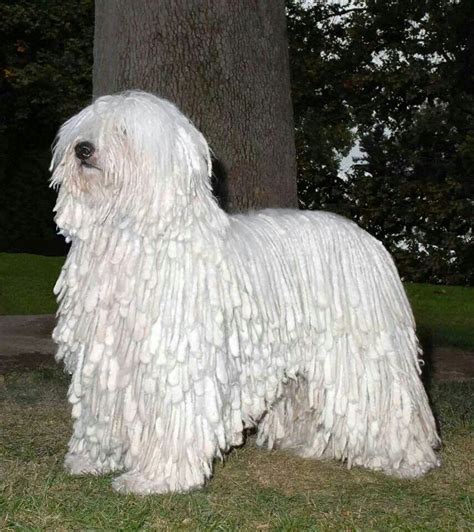 Komondor - Although the Komondor may look like a large dust mop on legs ...