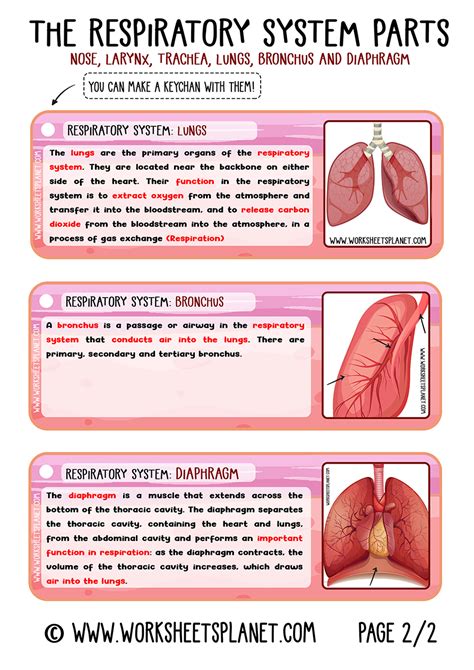 Respiratory System for Kids (Diagram + Theory + Vocabulary)