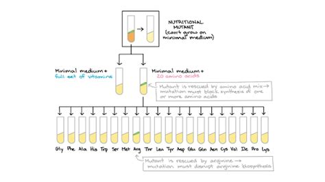 One gene, one enzyme | Beadle and Tatum (article) | Khan Academy