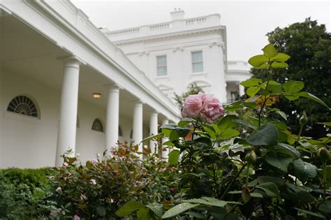 Spruced-up White House Rose Garden set for first lady speech | AP News