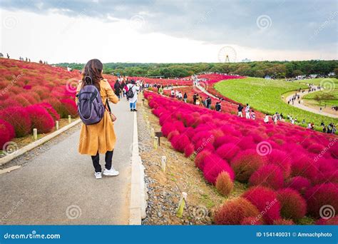 Kochia At Hitachi Seaside Park In Autumn At Ibaraki Stock Image | CartoonDealer.com #159331513