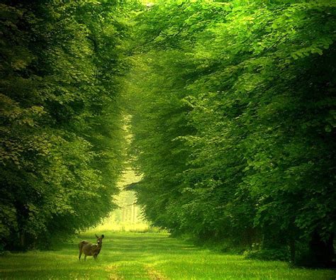 In the green, forest, trees, green, deer, HD wallpaper | Peakpx