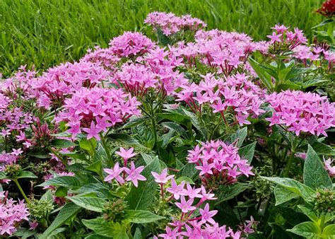 New pentas are great for color, butterflies | Mississippi State ...