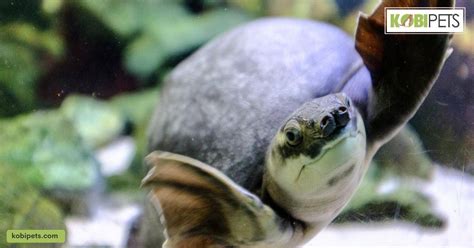 7 Things To Know About Keeping Pet Aquatic Turtles - Kobi Pets