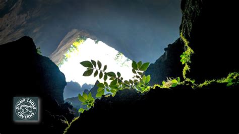 Can plants grow in caves?