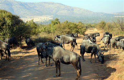 Gnu herd | Herding, Horses, Animals