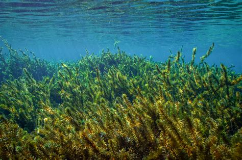 Hydrilla Verticillata: Nature's Secret Superfood