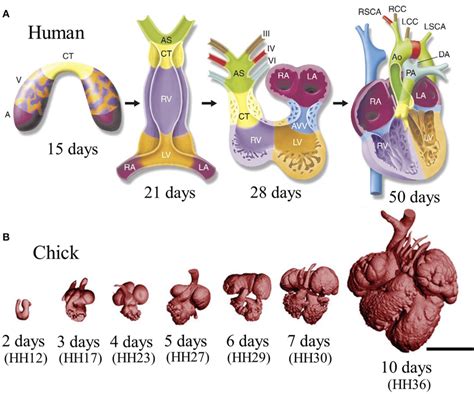 Stages of heart development. (A) Schematic of cardiac morphogenesis in ...