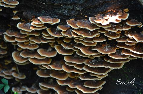 Tropical Biodiversity - Santarém - Pará - Brasil: Fungi on dead tree