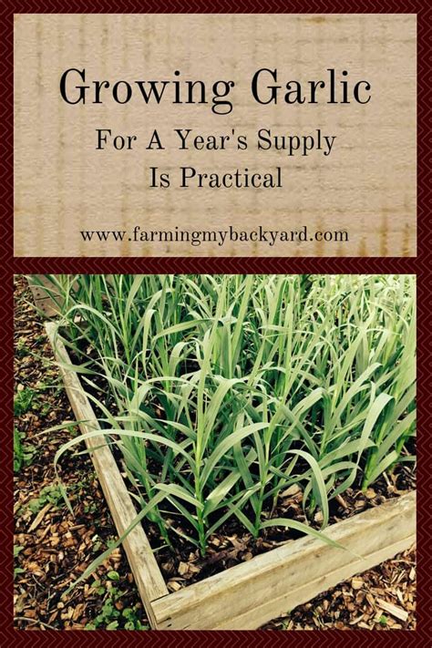 Growing Garlic For a Year's Supply Is Practical - Farming My Backyard