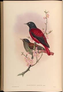 n307_w1150 | Birds of Asia / by John Gould.. London :Printed… | Flickr