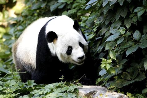 Giant pandas in Beijing zoo - Arabian Business: Latest News on the ...