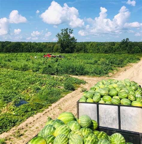 Warm weather, long season keep SC watermelon growers busy through Labor Day | Features ...