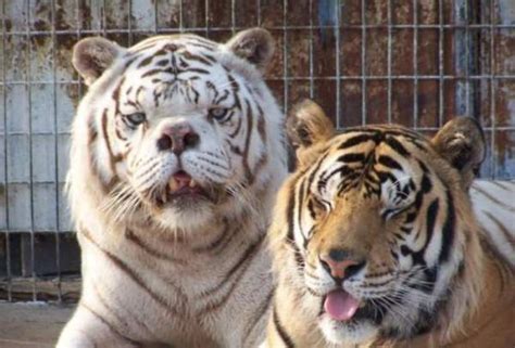 Say Hello To Kenny The Inbred White Tiger With Down Syndrome