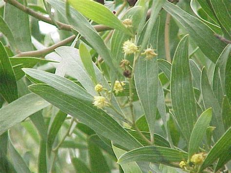 20 AUSTRALIAN BLACKWOOD TREE Black Acacia Melanoxylon Wattle | Etsy