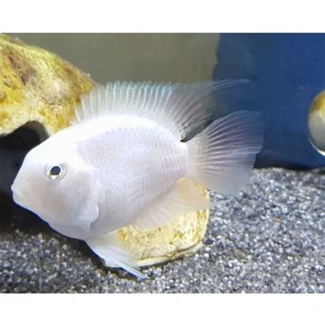 Polar Parrot Fish at Rs 120/piece | Aquarium Fish in Chennai | ID: 2852151566491