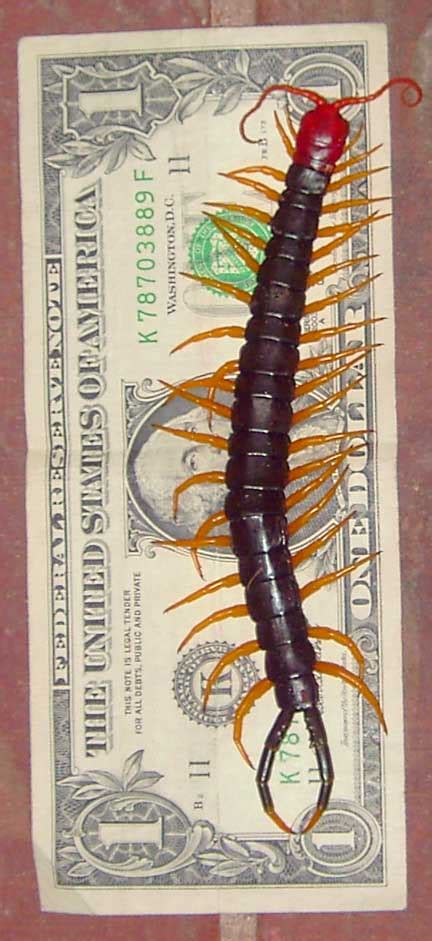 Giant Red Headed Centipede from Texas - What's That Bug?