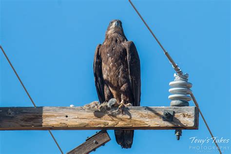 Juvenile Bald Eagle enjoys a prairie dog breakfast | Tony's Takes ...