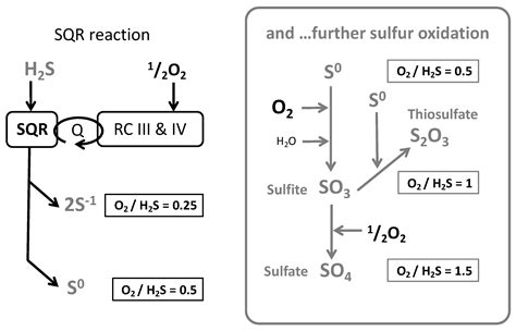 Biomolecules | Free Full-Text | Sulfide Oxidation Evidences the ...