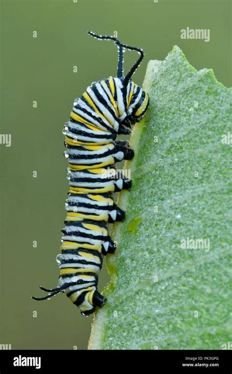 Monarch Butterfly Larva (Danaus plexippus) resting on Common Milkweed leaf (Asclepias syriaca ...