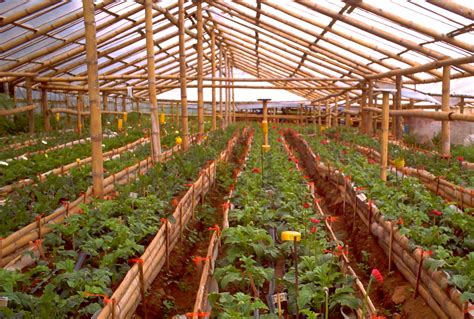 Bamboo greenhouse, very cool! | Jardinería de invernadero, Planes de ...