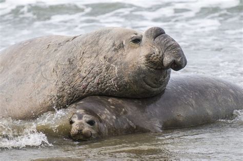 Kaikoura's Seal Colony | Where to Find Them and What to Expect?