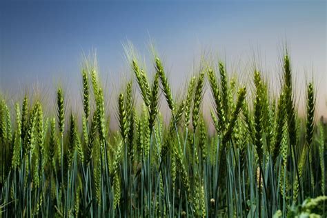 How to feed 3 billion extra people — without trashing the planet - Vox