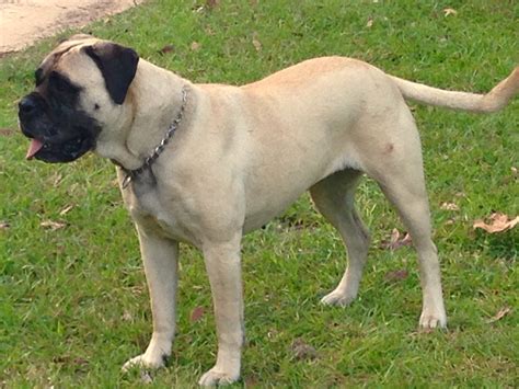 FullSizeRender (2) – The American Bullmastiff Association