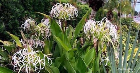 Crinum Asiaticum Care: Tips On Growing The White Crinum Lily