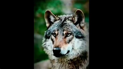 Just like animal song | live pictures of wolf | ownedit | WhatsApp status - YouTube