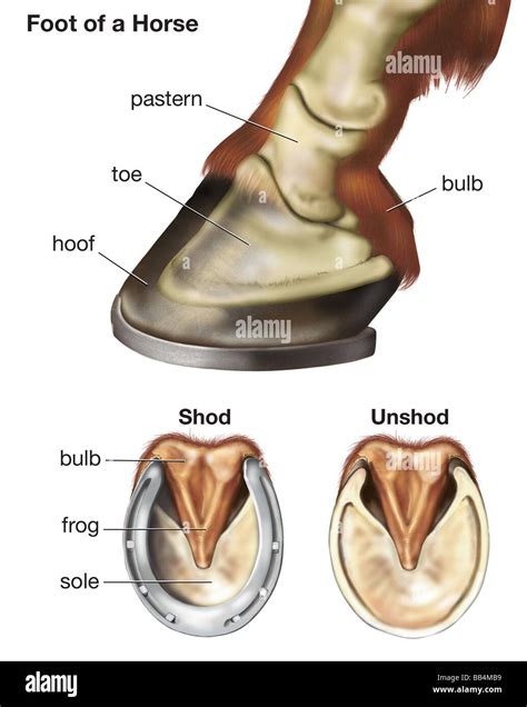 Foot of a horse showing the position of skeletal bones, as well as Stock Photo, Royalty Free ...