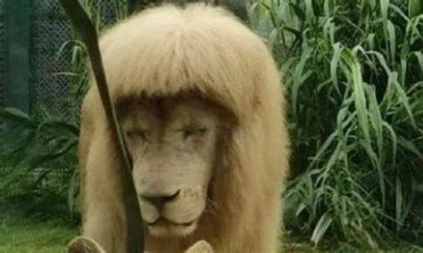 Amazing! A lion at Guangzhou Zoo trims himself a blunt bang - Global Times