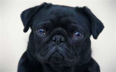 Black Pug Wallpapers - Wallpaper Cave