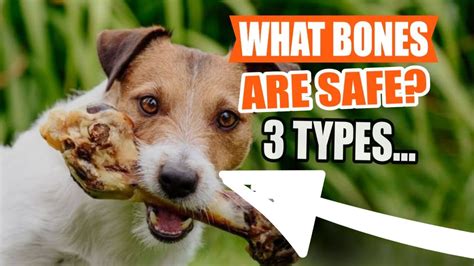 What DOG BONES are SAFE? 🐶🦴3 Types - YouTube