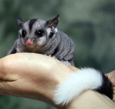 Baby Sugar Gliders! - Rainforestation Nature Park