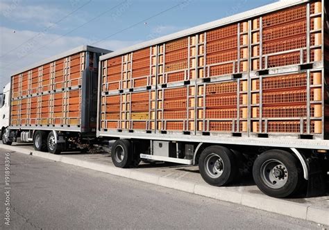 trucks for transporting live animals Stock Photo | Adobe Stock