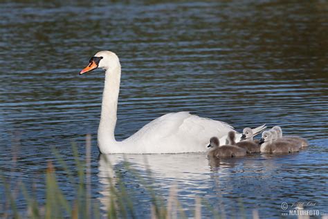 Mute Swan Photos, Mute Swan Images, Nature Wildlife Pictures | NaturePhoto