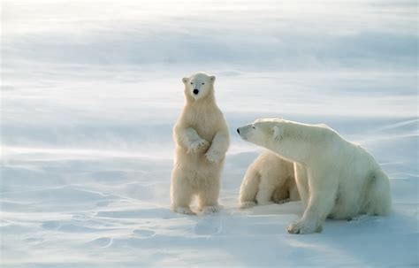 Best places to see polar bears - TravelManagers