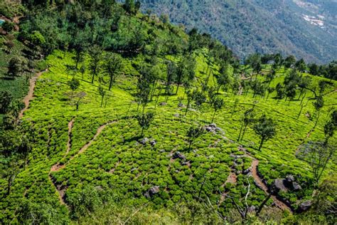 Beautiful View of Tea Garden and Ooty City of Tamilnadu Stock Photo ...