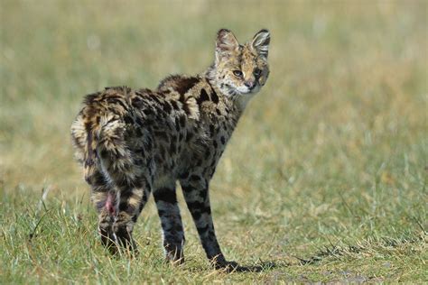 Wildlife of the Ethiopian Highlands