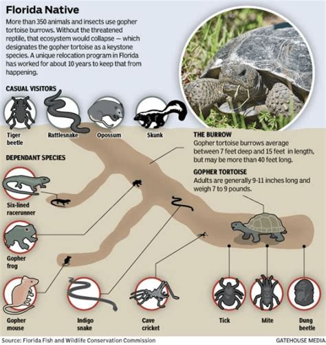 gopher tortoise burrow diagram - Uploadish