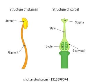 674,703 Stamen Images, Stock Photos, 3D objects, & Vectors | Shutterstock