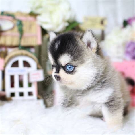 Aurora Tiny Teacup Pomsky - Posh Pocket Pups | Cute animals, Puppy breeds, Teacup animals